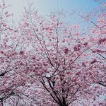 Where to view cherry blossoms in and around Washington, DC with families